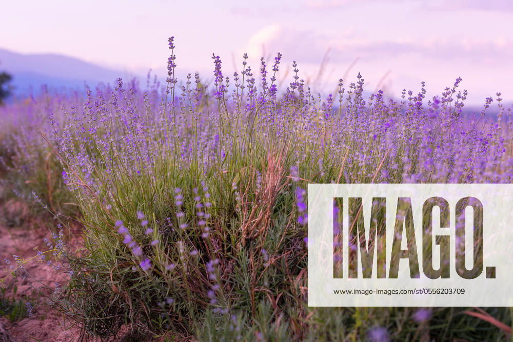 Lavender flowers close-up on sky background Lavender purple flowers close-up on sky background, summer field