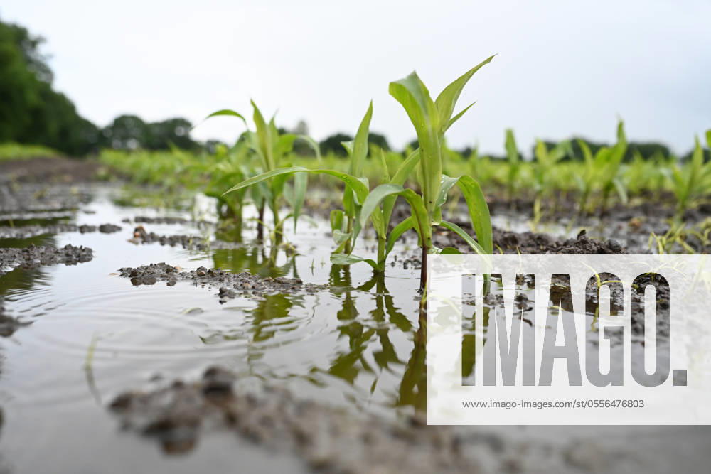 Heavy rain and flooded fields Water stands on an agricultural area on June 11, 2024 The heavy rain makes the fields impassable Farmers are worried about crop failures Empty Lower Saxony Germany
