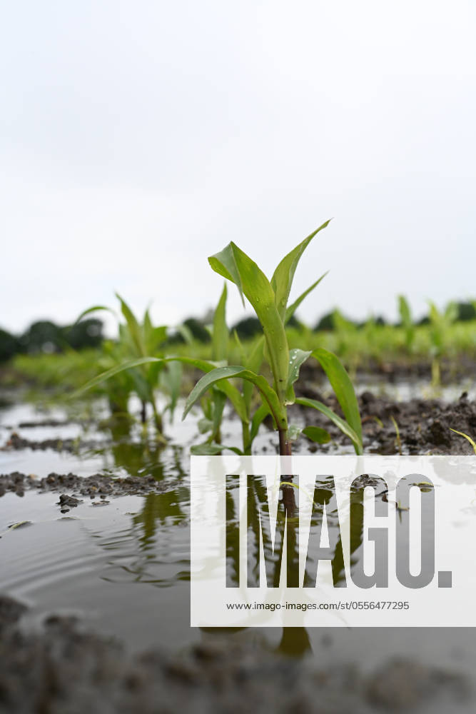 Heavy rain and flooded fields Water stands on an agricultural area on June 11, 2024 The heavy rain makes the fields impassable Farmers are worried about crop failures Empty Lower Saxony Germany