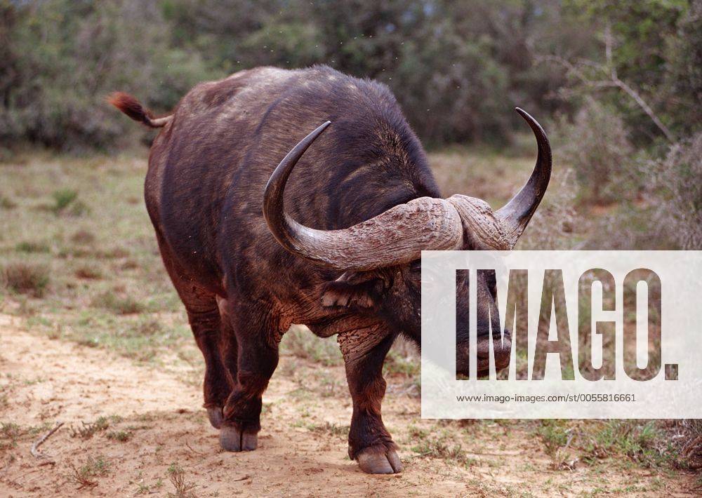 Kaffernbueffel, Kaffernbüffel, Syncerus caffer, Südafrika, Suedafrika, Addo Elefanten Nationalpark African Buffalo, Cape Buffalo, Syncerus caffer, South Africa, Addo Elephant National Park Highlight !DATUM GESCHÄTZT!
