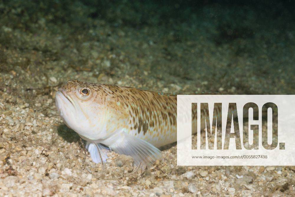 Grosses Petermaennchen, Trachinus radiatus, Istrien, Adria, Kroatien Streaked Weever, Trachinus radiatus, Istria, Adriatic Sea, Croatia Highlight !DATUM GESCHÄTZT!