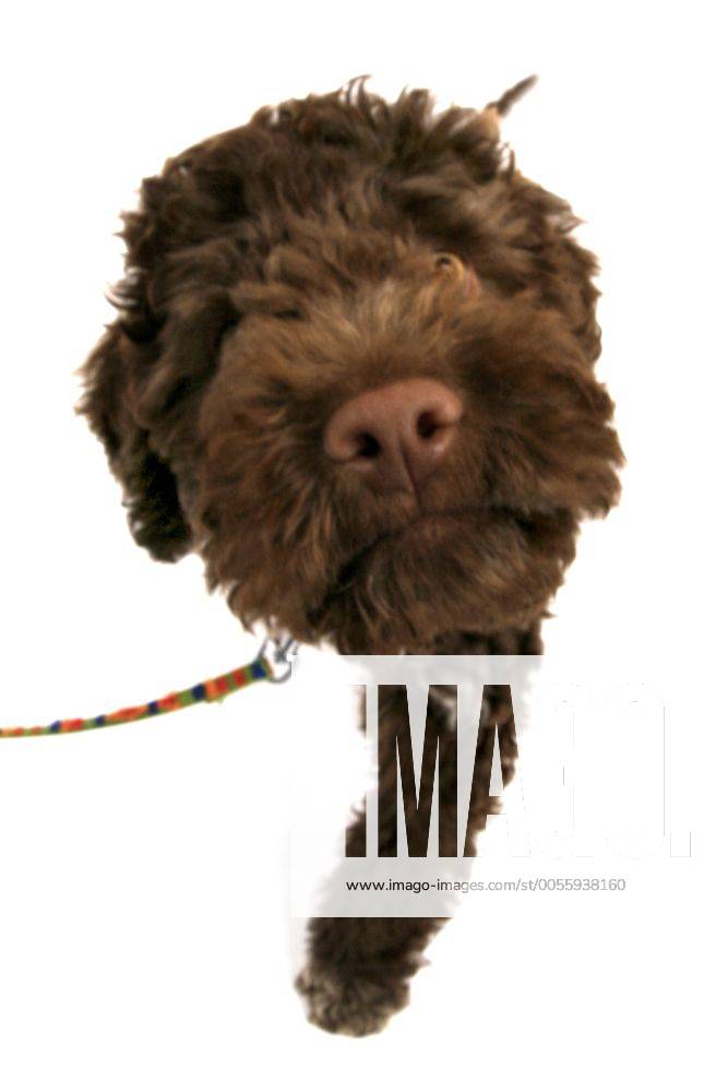 Italienischer Wasserhund, Lagotto romagnolo (Canis lupus f. familiaris), Schnauze Italian Waterdog (Canis lupus f. familiaris), snout BLWS134087