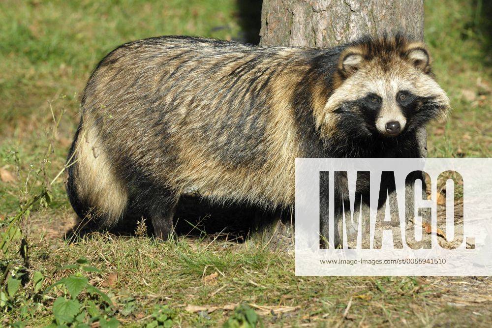 Marderhund, Enok, Seefuchs (Nyctereutes procyonoides), vor einem Baumstamm, Deutschland raccoon dog (Nyctereutes procyonoides), in front of a tree trunk, Germany BLWS143289