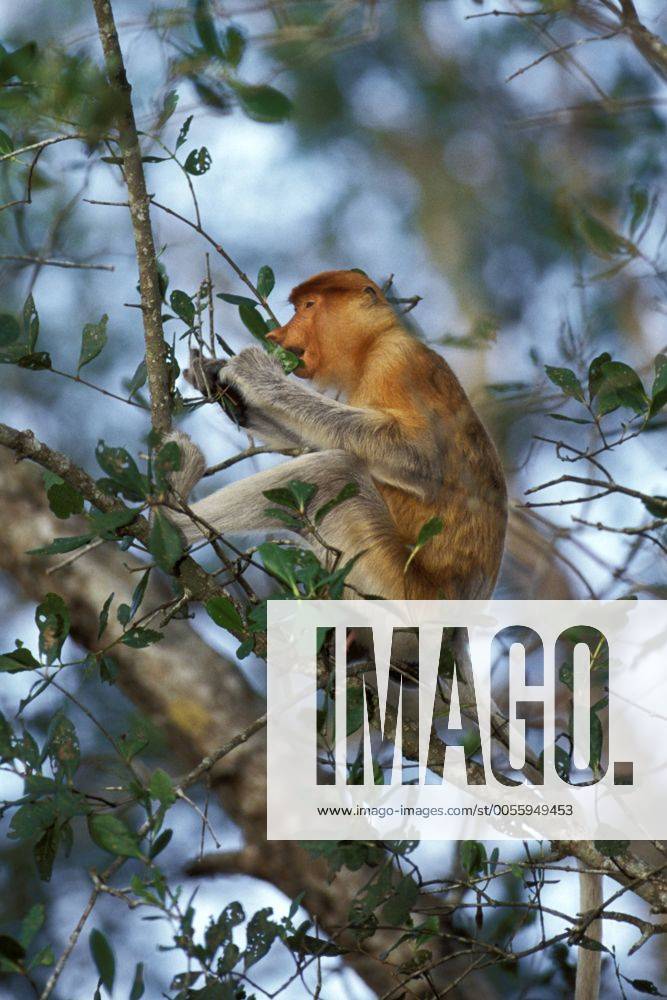 Nasenaffe, Nasen-Affe (Nasalis larvatus), Maennchen, Indonesien, Borneo proboscis monkey (Nasalis larvatus), male, Indonesia, Borneo BLWS156159