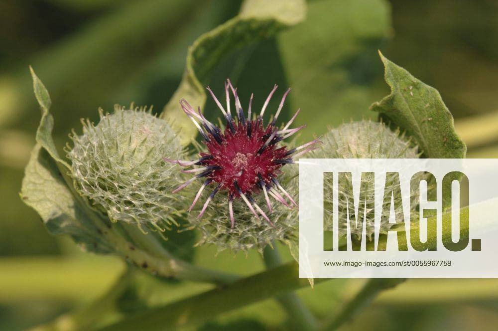 Filz-Klette, Filzklette, Filzige Klette (Arctium tomentosum), Bluetenkoepfchen, Deutschland, Bayern woolly burdock (Arctium tomentosum), inflorescences, Germany, Bavaria BLWS211474