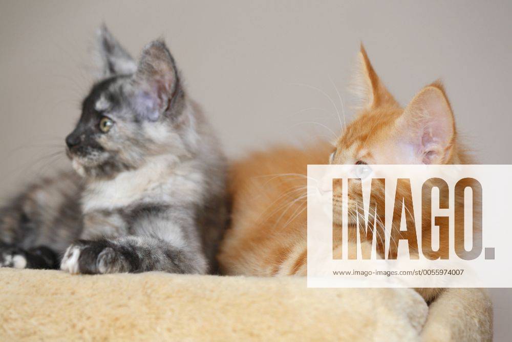 Maine Coon (Felis silvestris f. catus), zwei Kaetzchen liegen auf einem Kratzbaum und schauen Neugierig in die selbe Richtung domestic cat, house cat, Maine Coon (Felis silvestris f. catus), two kittens lying on a scratching post curiously looking in the same direction BLWS231289