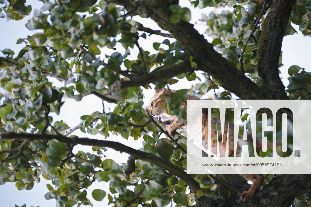 Bengalkatze, Bengal-Katze, Bengale (Felis silvestris f. catus), klettert in einem Apfelbaum herum, Deutschland Bengal (Felis silvestris f. catus), climbing in an apple tree, Germany BLWS231755