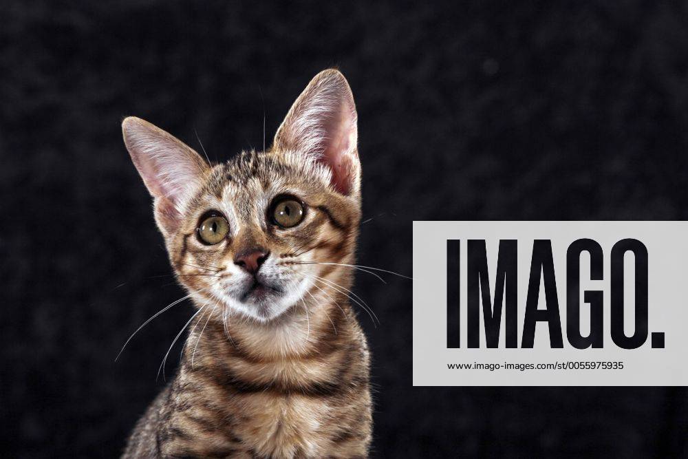 Savannah-Katze, Savannahkatze, Savannah cat (Felis silvestris f. catus), Jungtier, Portrait Savannah cat, Savannah (Felis silvestris f. catus), pup, portrait BLWS235220