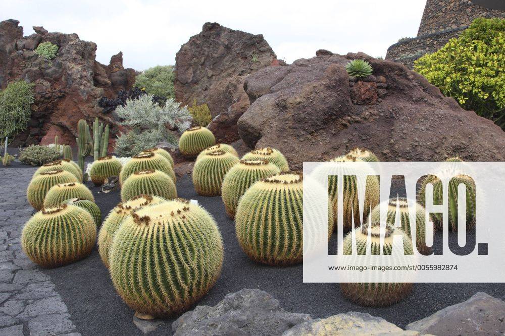 Schwiegermutterstuhl, Schwiegermuttersitz, Goldkugelkaktus, Goldkugel-Kaktus (Echinocactus grusonii), in enem Kaktusgarten auf Lanzarote, Kanaren, Lanzarote barrel cactus (Echinocactus grusonii), in a cactus garden on Lanzaote, Canary Islands, Lanzarote BLWS245216