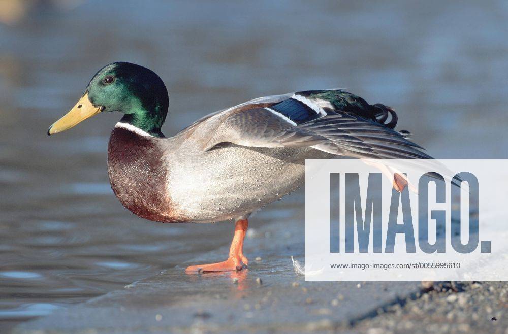 Stockente (Anas platyrhynchos), Maennchen, Deutschland, Nordhessen, Jan 98. mallard (Anas platyrhynchos), male, Jan 98. BLW018555