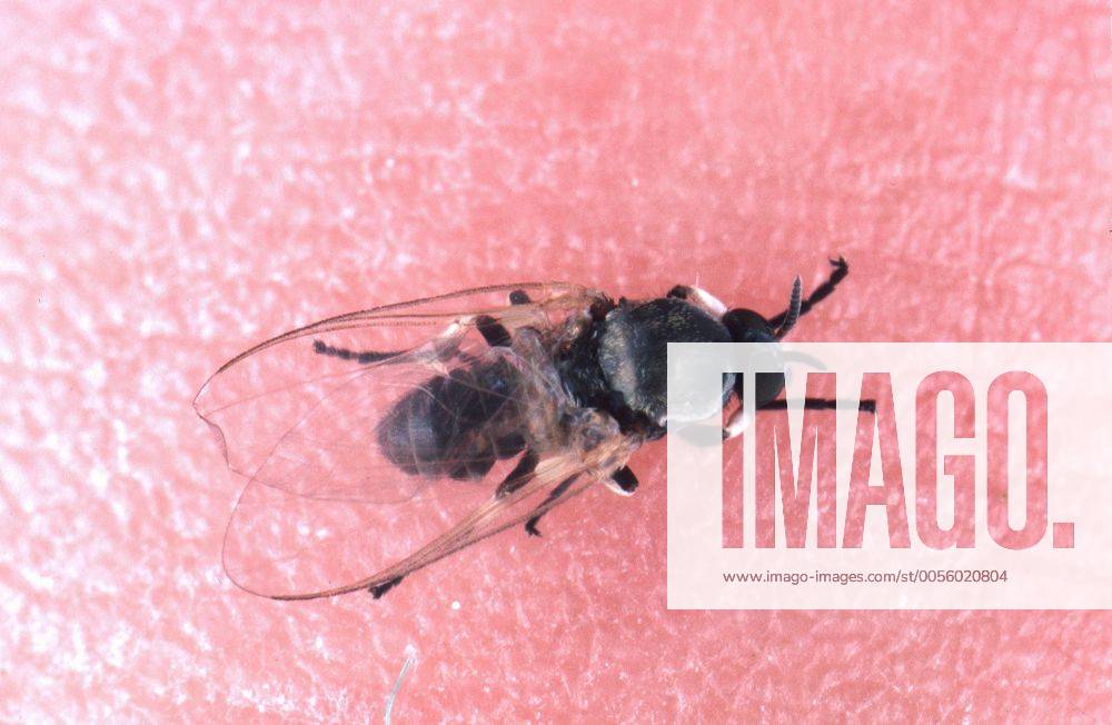Kriebelmuecke (Simulium spec.), Imago. black fly, blackfly (Simulium spec.), imago. BLWS001165