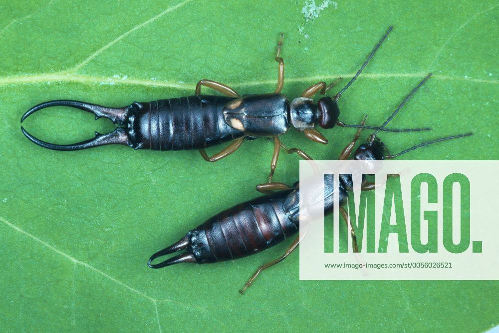 Gemeiner Ohrwurm (Forficula auricularia), Maennchen und Weibchen auf Blatt sitzend common earwig, European earwig (Forficula auricularia), male and female sitting on a leaf BLWS004792