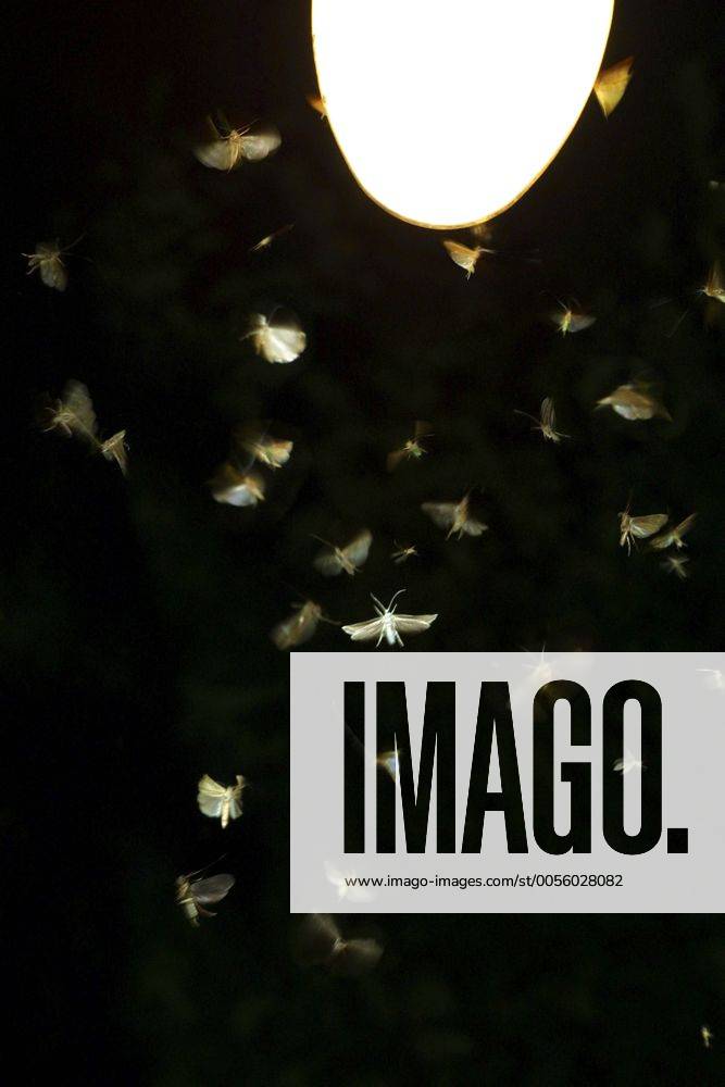 Nachtfalter an Leuchte moths at light source BLWS006088