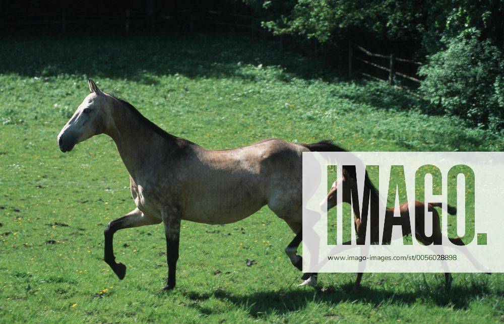 Achal-Tekkiner (Equus przewalskii f. caballus) Akhal-Teke horse (Equus przewalskii f. caballus) BLWS006866