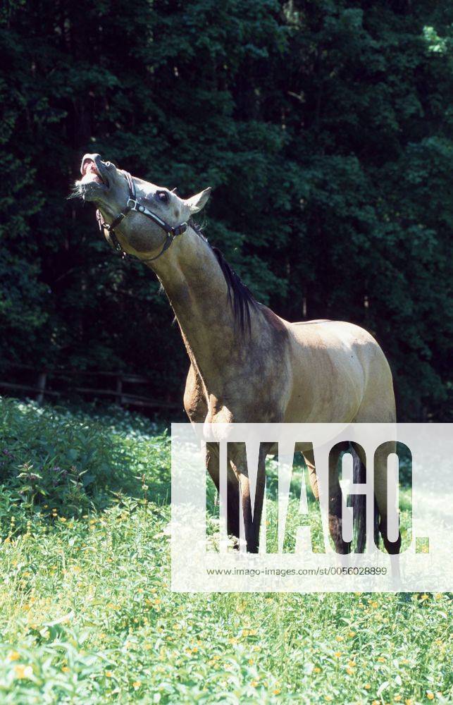 Achal-Tekkiner (Equus przewalskii f. caballus), flehmend Akhal-Teke horse (Equus przewalskii f. caballus), curling lips BLWS006867