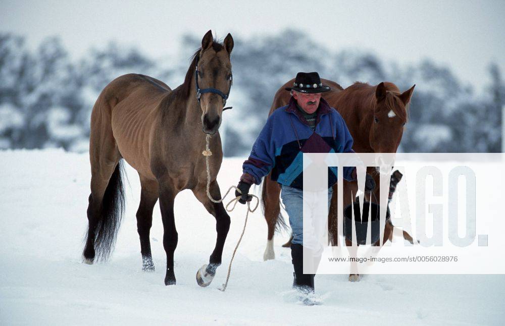 Achal-Tekkiner (Equus przewalskii f. caballus), gefuehrt von Mann, im Schnee Akhal-Teke horse (Equus przewalskii f. caballus), guided by a man, in snow BLWS006899