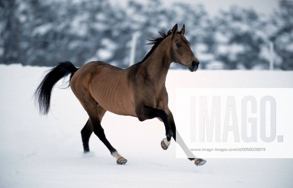 Achal-Tekkiner (Equus przewalskii f. caballus), galoppiernd auf Winterweide, im Schnee Akhal-Teke horse (Equus przewalskii f. caballus), gallop on winter pasture, in snow BLWS006900