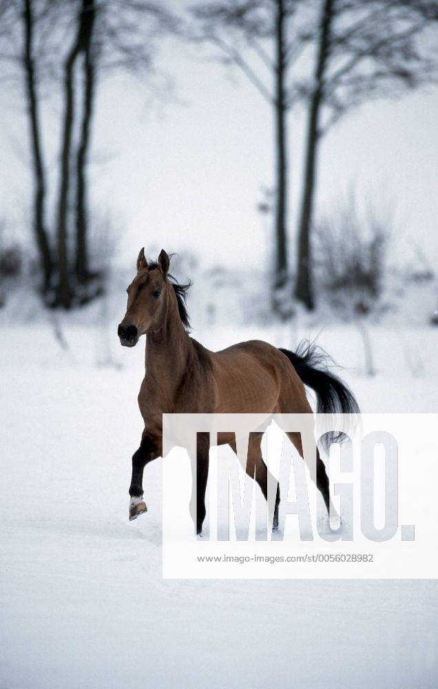 Achal-Tekkiner (Equus przewalskii f. caballus), galoppiernd auf Winterweide, im Schnee Akhal-Teke horse (Equus przewalskii f. caballus), gallop on winter pasture, in snow BLWS006901