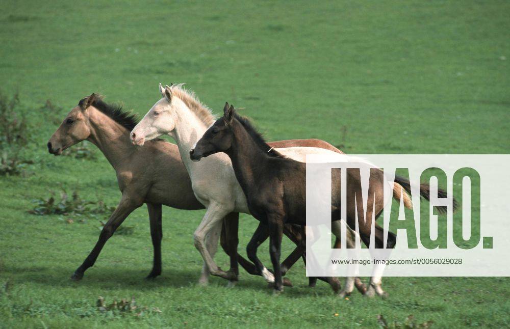 Achal-Tekkiner (Equus przewalskii f. caballus), Trio auf Weide Akhal-Teke horse (Equus przewalskii f. caballus), trio on pasture BLWS006920