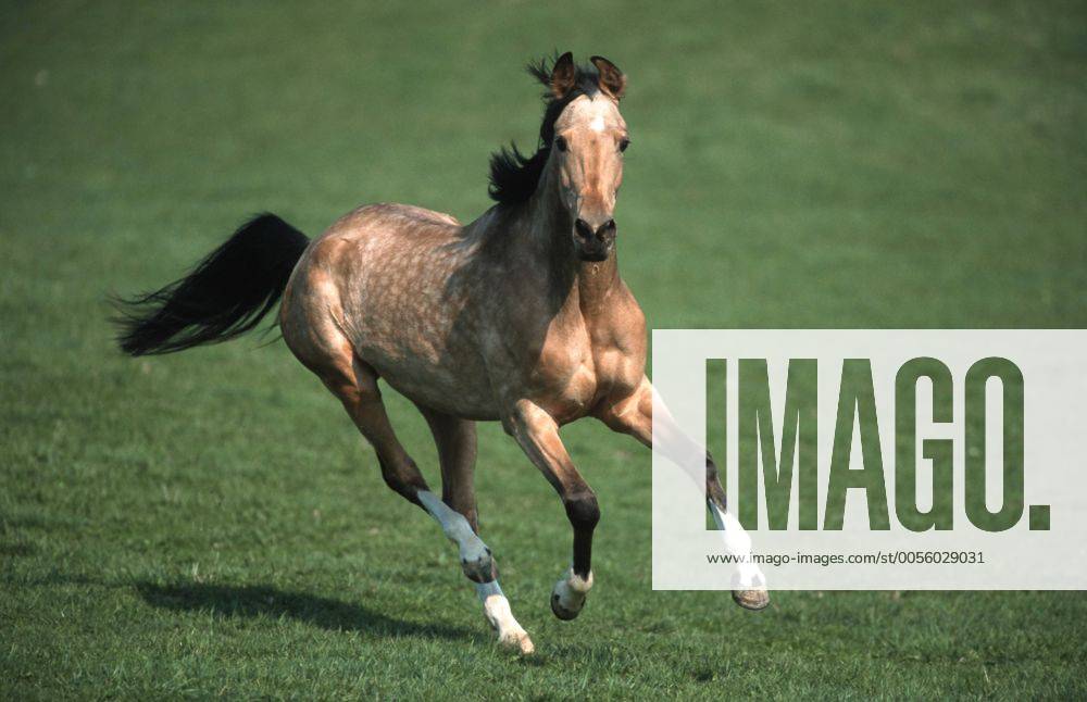 Achal-Tekkiner (Equus przewalskii f. caballus), galoppierend auf Weide Akhal-Teke horse (Equus przewalskii f. caballus), galloping on pasture BLWS006921
