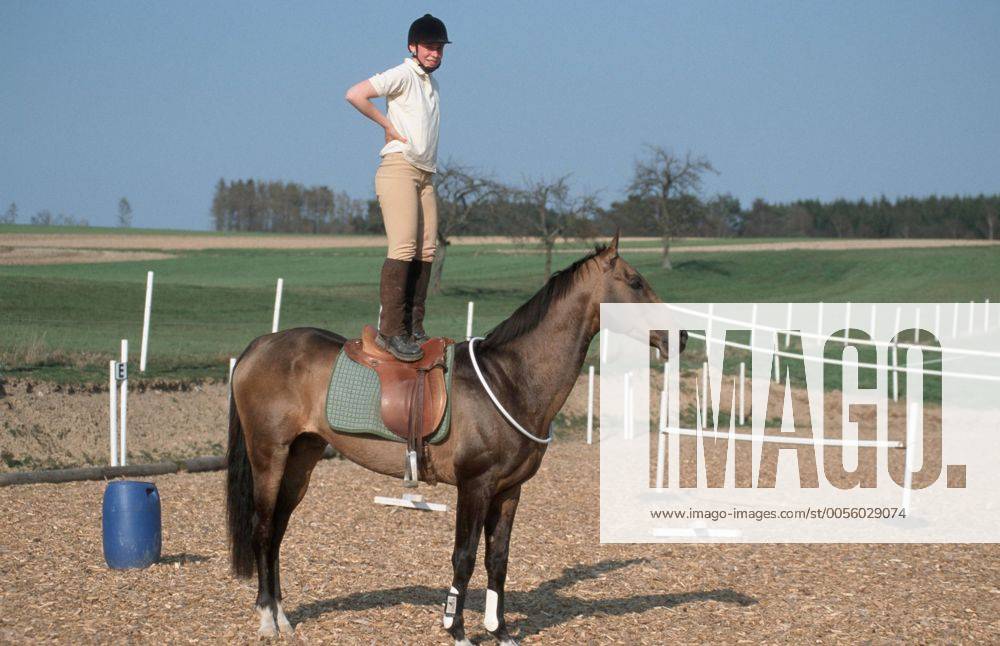Achal-Tekkiner (Equus przewalskii f. caballus), Reiten mit Halsring Akhal-Teke horse (Equus przewalskii f. caballus), riding with neckring BLWS006941