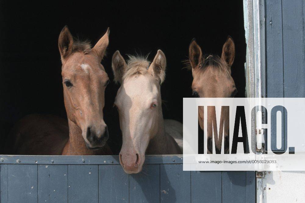 Achal-Tekkiner (Equus przewalskii f. caballus), Trio schaut aus Box Akhal-Teke horse (Equus przewalskii f. caballus), trio looking out of box BLWS006952