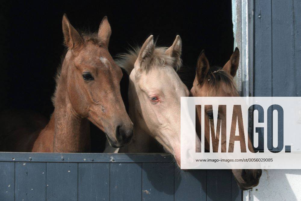 Achal-Tekkiner (Equus przewalskii f. caballus), Trio schaut aus Box Akhal-Teke horse (Equus przewalskii f. caballus), trio looking out of box BLWS006954