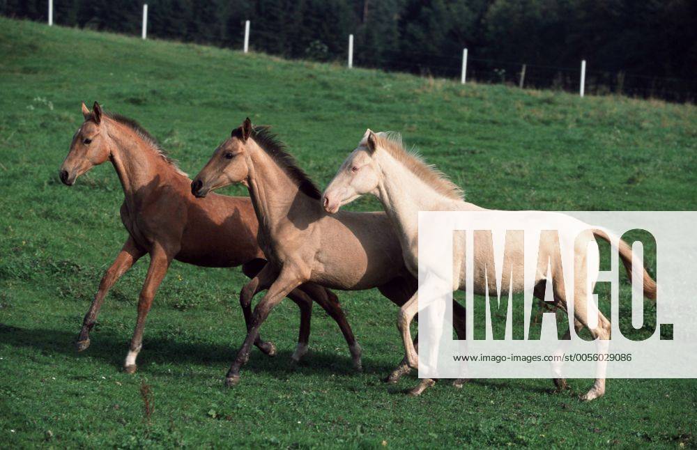 Achal-Tekkiner (Equus przewalskii f. caballus), Trio auf Weide Akhal-Teke horse (Equus przewalskii f. caballus), trio on pasture BLWS006955
