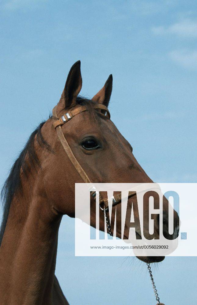 Achal-Tekkiner (Equus przewalskii f. caballus), Portraet Akhal-Teke horse (Equus przewalskii f. caballus), portrait BLWS006961