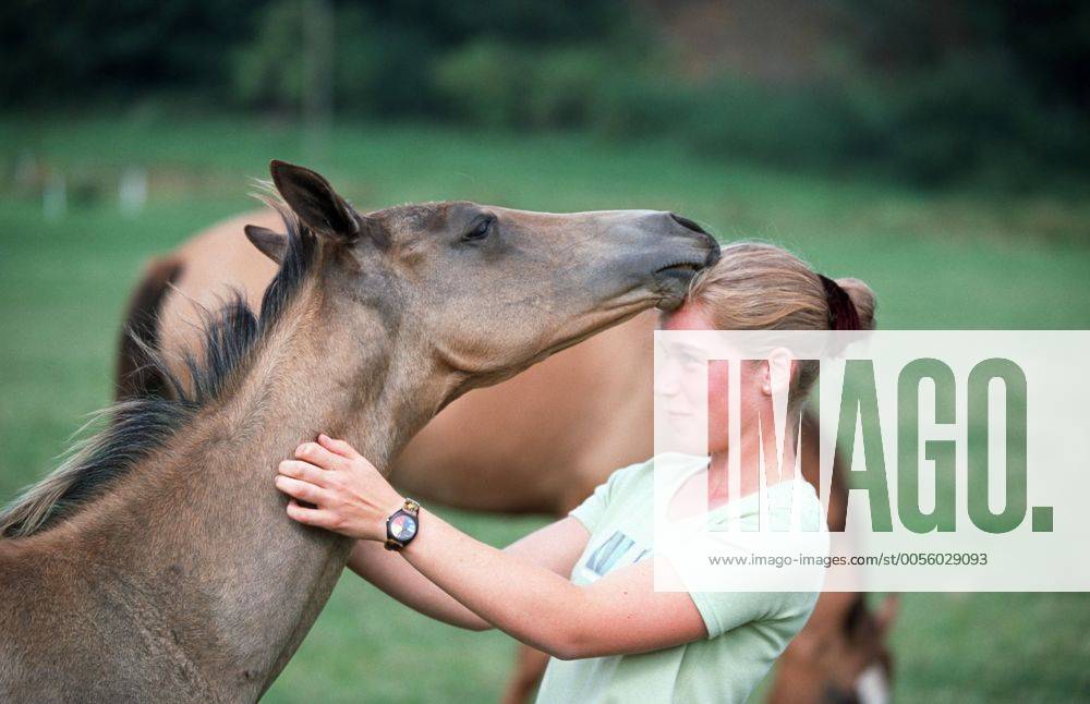 Achal-Tekkiner (Equus przewalskii f. caballus), mit Maedchen Akhal-Teke horse (Equus przewalskii f. caballus), with girl BLWS006962