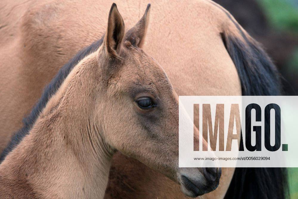 Achal-Tekkiner (Equus przewalskii f. caballus), Fohlen Akhal-Teke horse (Equus przewalskii f. caballus), foal BLWS006963