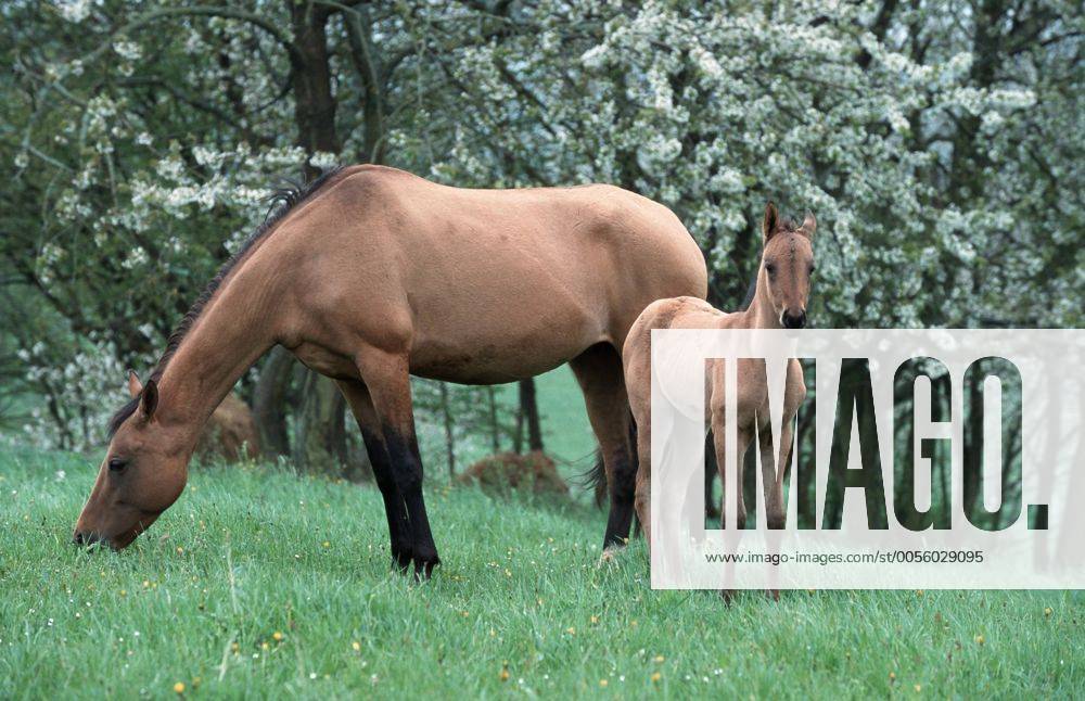 Achal-Tekkiner (Equus przewalskii f. caballus), weidende Stute mit Fohlen Akhal-Teke horse (Equus przewalskii f. caballus), grazing mare with foal BLWS006964
