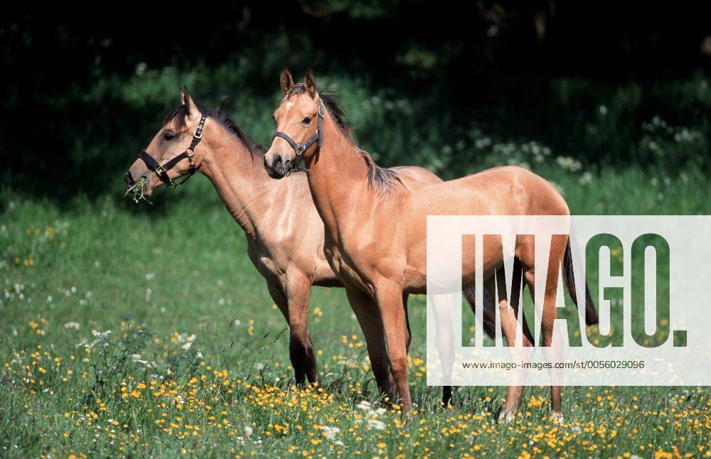 Achal-Tekkiner (Equus przewalskii f. caballus), auf Weide stehend Akhal-Teke horse (Equus przewalskii f. caballus), standing on pasture BLWS006965