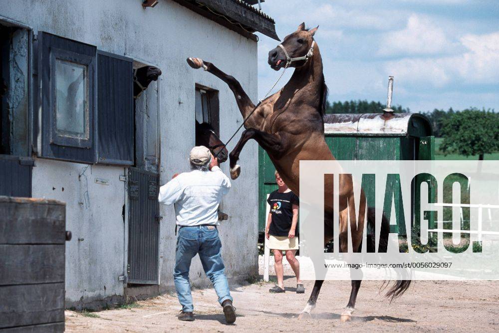 Achal-Tekkiner (Equus przewalskii f. caballus), Hengst steigt vor Stutenstall Akhal-Teke horse (Equus przewalskii f. caballus), stallion, rearing up BLWS006966