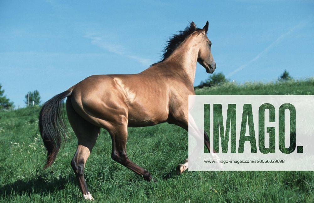 Achal-Tekkiner (Equus przewalskii f. caballus) Akhal-Teke horse (Equus przewalskii f. caballus) BLWS006968