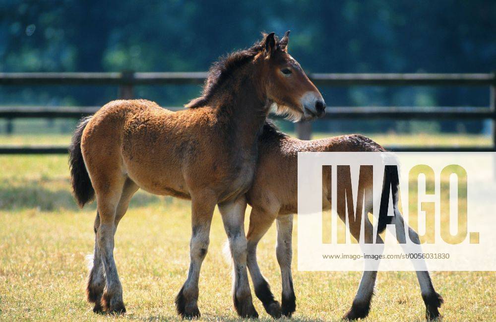 Belgier, Belgisches Kaltblut (Equus przewalskii f. caballus), zwei Fohlen in Koppel Ardenner horse (Equus przewalskii f. caballus), two foals in paddock, flanking, rubbing bodies together BLWS007793