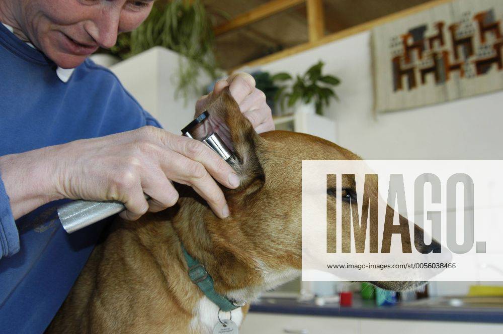 Haushund (Canis lupus f. familiaris), Hund beim Tierarzt domestic dog (Canis lupus f. familiaris), dog at veterinarian BLWS029627