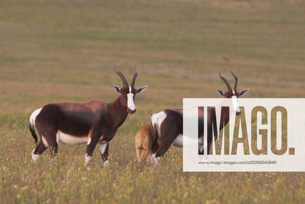 Buntbock (Damaliscus dorcas), Paar, Suedafrika, Bontebok NP Bontebok (Damaliscus dorcas), pair, South Africa, Bontebok NP BLWS036184