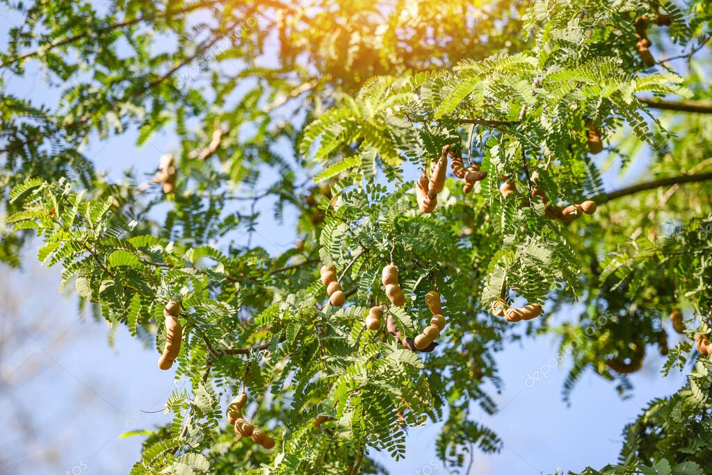 Tamarind tree, ripe tamarind fruit on tree with leaves in summer background, Tamarind plantation agricultural farm orchard tropical garden