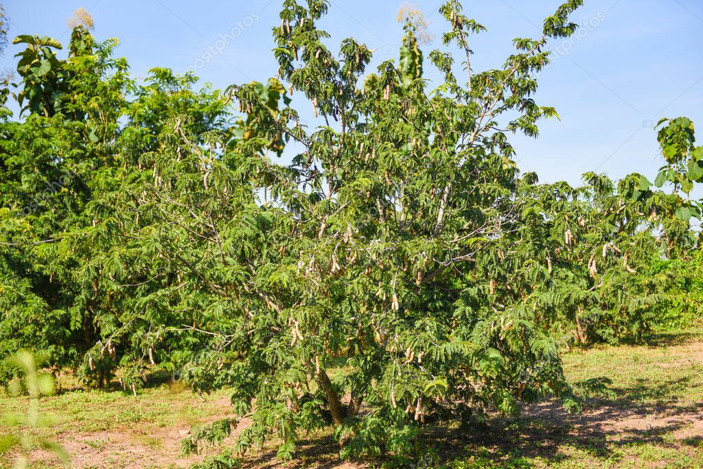 Tamarind tree, ripe tamarind fruit on tree with leaves in summer background, Tamarind plantation agricultural farm orchard tropical garden