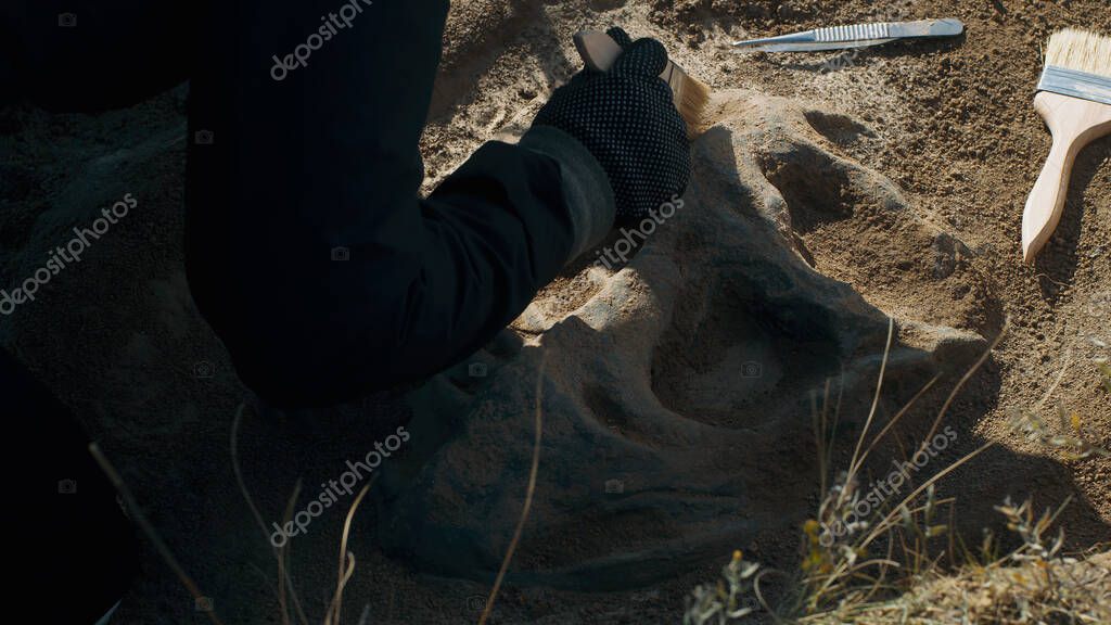 From above unrecognizable person using brush to reveal remainings of dinosaur while working on archaeological site on sunny day model released