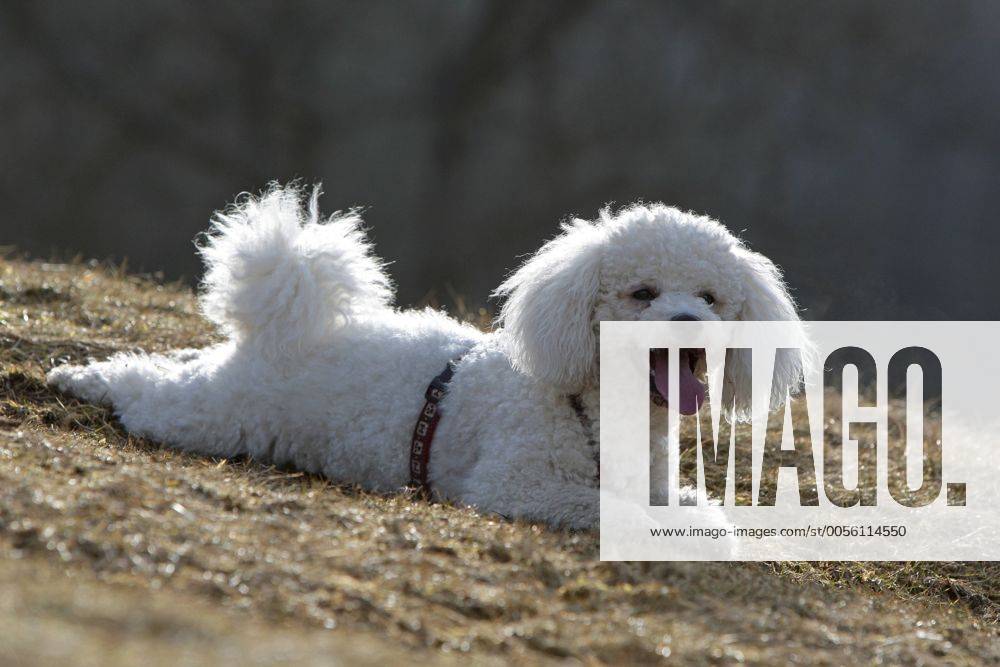 Bichon frisé (Canis lupus f. familiaris), liegt auf einer Wiese Bichon frisé (Canis lupus f. familiaris), lying in meadow BLWS266049
