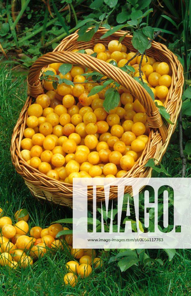 Mirabelle, Gelbe Zwetschge (Prunus domestica subsp. syriaca), gepflueckte Mirabellen im Korb auf einer Wiese mirabelle plum, mirabelle prune (Prunus domestica subsp. syriaca), mirabelle plums in a basket standing in a meadow BLWS271326