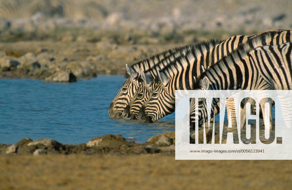 Damara-Zebra, Damarazebra, Damara-Steppenzebra, Damarasteppenzebra, Steppenzebra, Steppen-Zebra (Equus quagga antiquorum, Equus quagga damara), vier trinkende Tiere an Wasserstelle, Namibia, Etoscha NP Damara-Zebra (Equus quagga antiquorum, Equus quagga damara), four individuals drinking at waterhole, Namibia, Etosha NP BLW037584