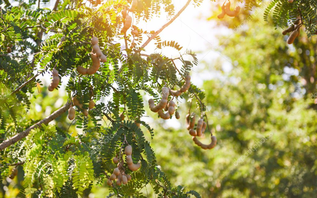 Tamarind tree, ripe tamarind fruit on tree with leaves in summer background, Tamarind plantation agricultural farm orchard tropical garden