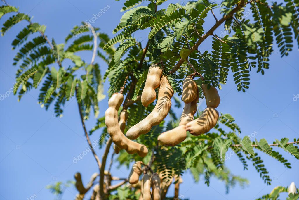 Tamarind tree, ripe tamarind fruit on tree with leaves in summer background, Tamarind plantation agricultural farm orchard tropical garden