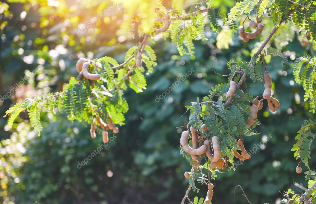 Tamarind tree, ripe tamarind fruit on tree with leaves in summer background, Tamarind plantation agricultural farm orchard tropical garden