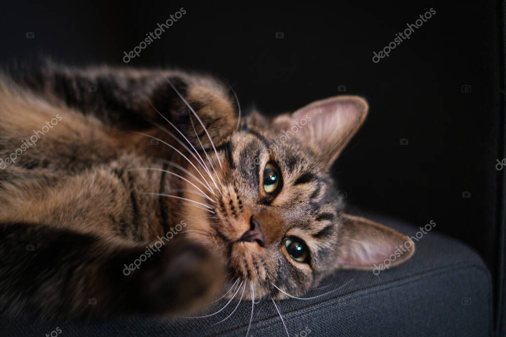 A portrait of a brown tabby domestic cat lying comfortably on its back and looking at the camera
