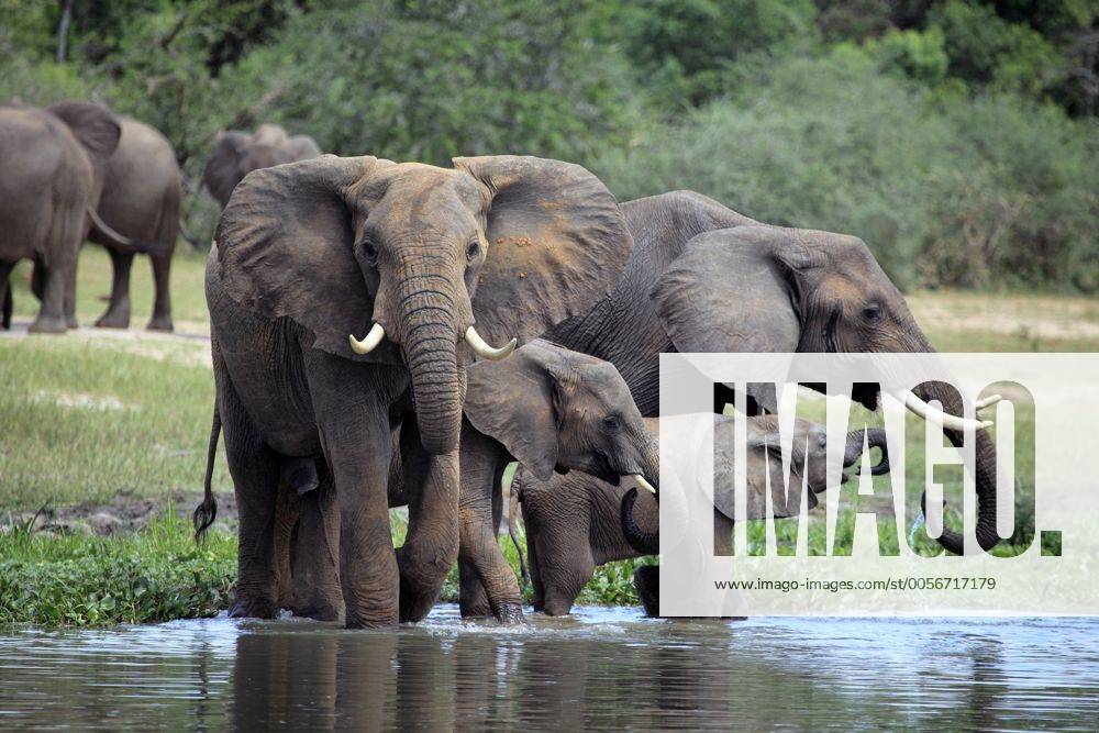 Afrikanischer Elefant (Loxodonta africana), Murchison Falls National Park, Uganda, Ostafrika iv_003_7566