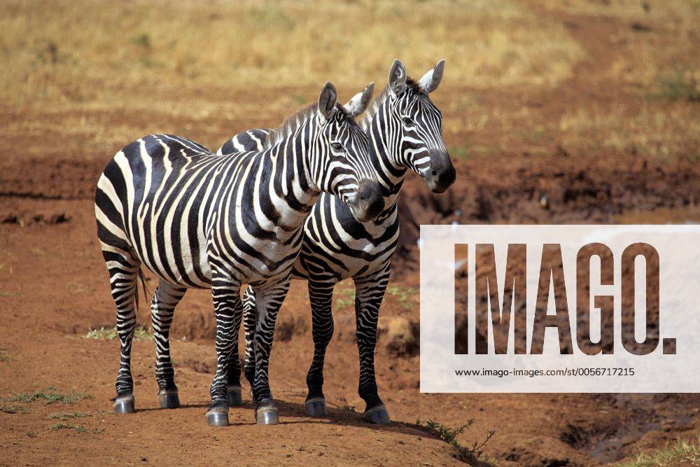 Zebra (Equs burchelli), Kidepo Nationalpark, Uganda, Ostafrika iv_003_7604